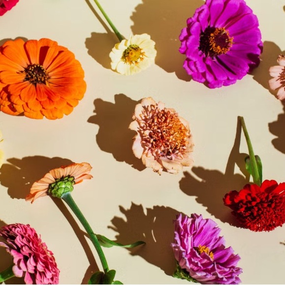 Meet your Posher, Amelia - Picture 1 of 1